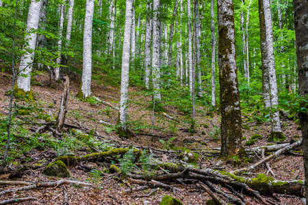 Primary forest Biogradska Gora in Biogradska Gora national park in Montenegro.