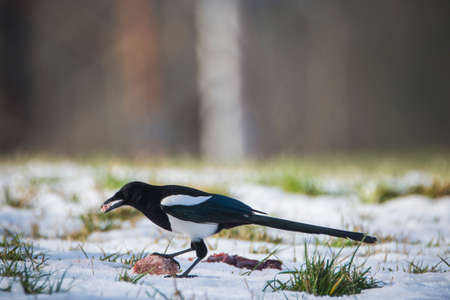Magpie, Pica pica, on the ground covered by snow, Czech republic.の写真素材