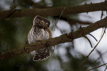 Pygmy Owl, Glaucidium passerinum on a tree branch in a forest.の写真素材