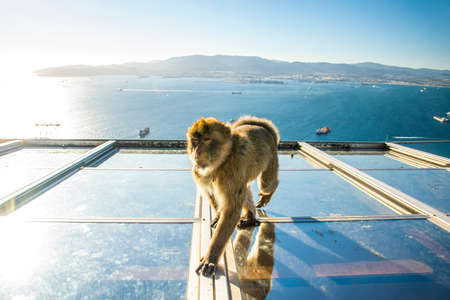 Barbary macaque, Macaca sylvanus, on Gibraltar rock. These monkeys are the only wild primates in Europe.の写真素材