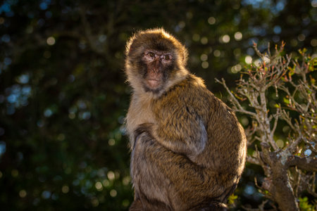Barbary macaque, Macaca sylvanus, on Gibraltar rock. These monkeys are the only wild primates in...