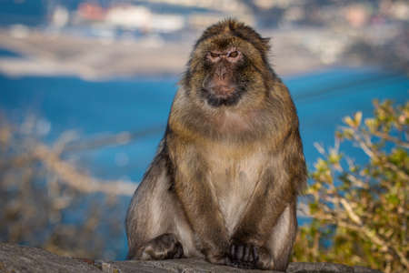 Barbary macaque, Macaca sylvanus, on Gibraltar rock. These monkeys are the only wild primates in...