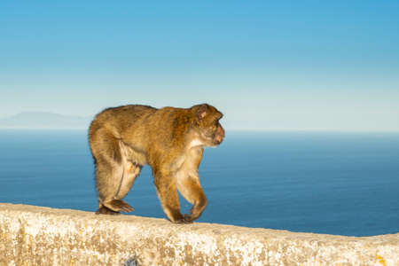 Barbary macaque, Macaca sylvanus, on Gibraltar rock. These monkeys are the only wild primates in...
