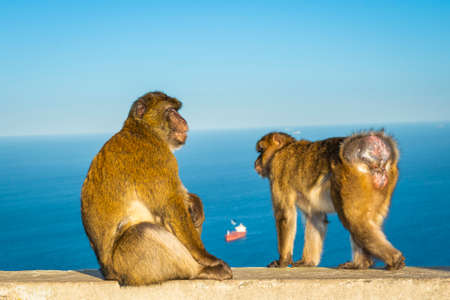 Barbary macaque, Macaca sylvanus, on Gibraltar rock. These monkeys are the only wild primates in Europe.の写真素材