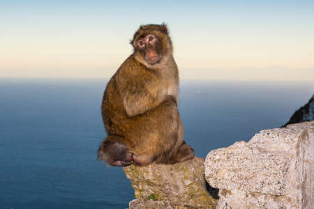 Barbary macaque, Macaca sylvanus, on Gibraltar rock. These monkeys are the only wild primates in...