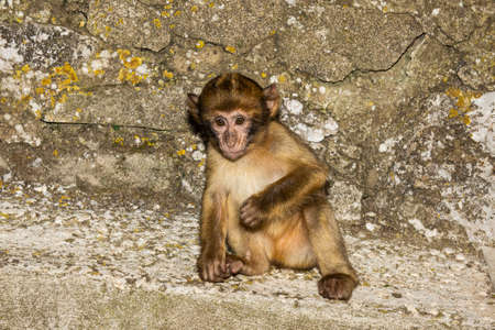 Barbary macaque, Macaca sylvanus, on Gibraltar rock. These monkeys are the only wild primates in Europe.の写真素材