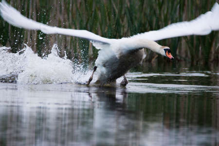 Mute swan male, Cygnus olor, in the pond during spring evening, Czech republic.の写真素材