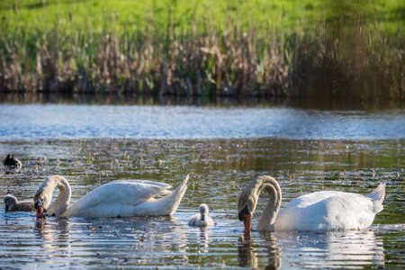 Baby newborn mute swans, cygnets, with mother, pen, and father, cob, mute swans at Lake in Czech republicの写真素材