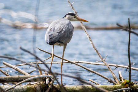 Gray Heron, Ardea cinerea, large common gray heron from lakes and rivers, Czech republic.の写真素材