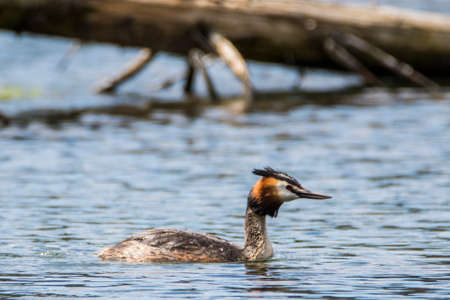 Great crested grebe swim on the lake's surface. Close-up photo of real wildlife. Great Crested...