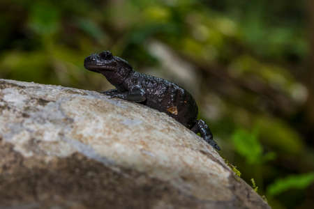 Alpine salamander, salamandra atra, in the forest. Black species of the salamander in Bijele i Samarske stjene nature area in Croatia, Balkansの写真素材