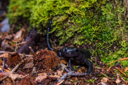 Alpine salamander, salamandra atra, in the forest. Black species of the salamander in Bijele i Samarske stjene nature area in Croatia, Balkansの写真素材