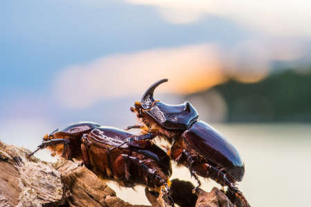 European rhinoceros beetle, Oryctes nasicornis, in Istria during the sunset over the sea, Croatia in...