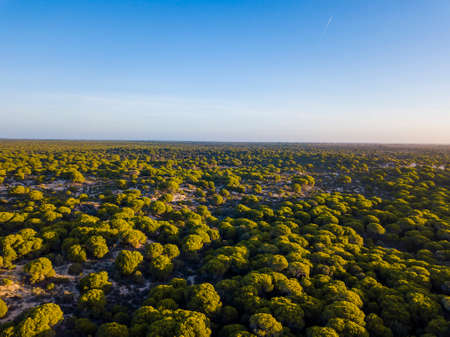 National Park of Donana, near Mazagon, Huelva, Andalusia, Spain