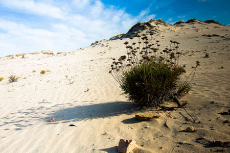 Landscape of the National Park of Donana, Andalusia, Spain.