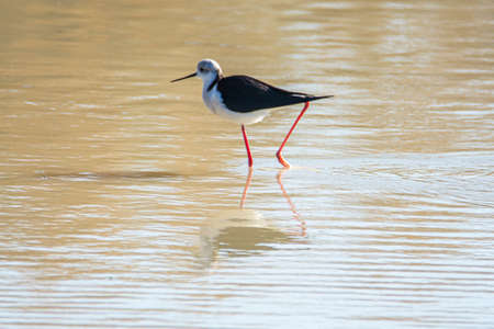Black-winged stilt, Himantopus himantopus, in the marshes of Donana National Park in Andalusia, Spain in Europe.の写真素材