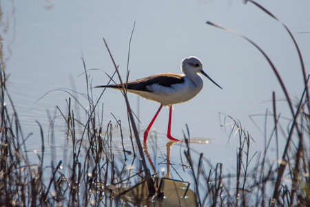 Black-winged stilt, Himantopus himantopus, in the marshes of Donana National Park in Andalusia,...
