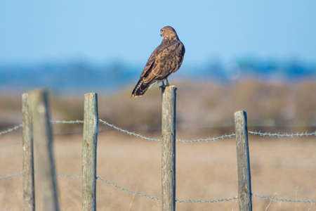 The common buzzard, Buteo buteo, is a medium bird of prey which has a large range.
