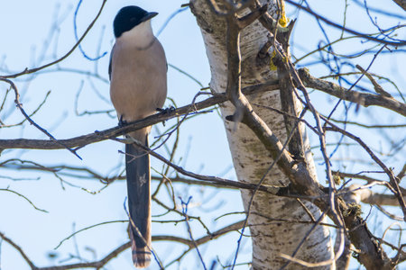 Azure-winged magpie, Cyanopica cyanus, in Donana National Park Andalusia Spain.の写真素材
