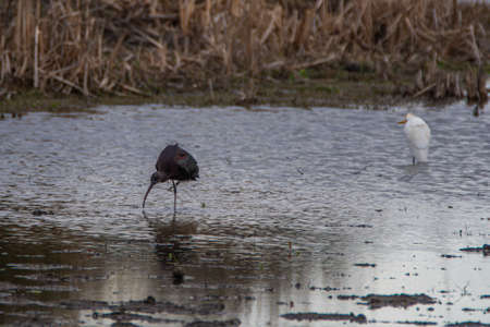 Glossy ibis, Plegadis falcinellus, in the marshes of Donana National Park in Spainの写真素材
