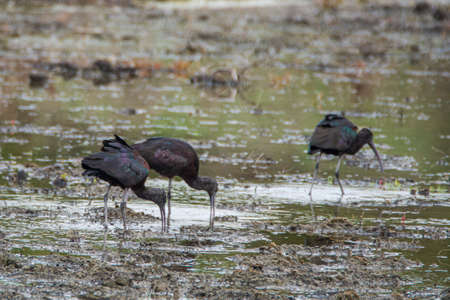Glossy ibis, Plegadis falcinellus, in the marshes of Donana National Park in Andalusia Autonomous Community of Spain in Europeの写真素材