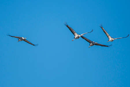 Flying cranes, Grus grus, in Donana national park, Spainの写真素材