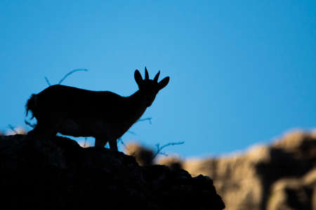 A Iberian ibex, Capra pyrenaica, in the mountains of El Torcal de Antequera, Spainの写真素材