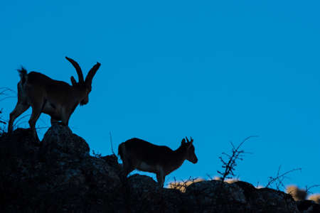 A Iberian ibex, Capra pyrenaica, in the mountains of El Torcal de Antequera, Spainの写真素材