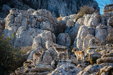 A Iberian ibex, Capra pyrenaica, in the mountains of El Torcal de Antequera, Spainの写真素材