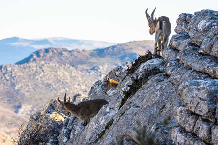 A Iberian ibex, Capra pyrenaica, in the mountains of El Torcal de Antequera, Spainの写真素材