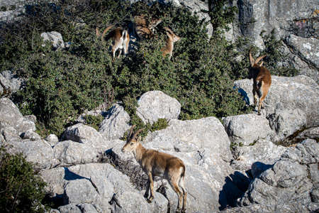 A Iberian ibex, Capra pyrenaica, in the mountains of El Torcal de Antequera, Spainの写真素材