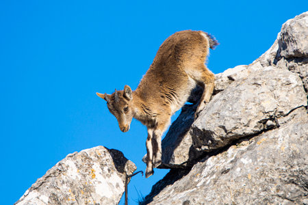 A Iberian ibex, Capra pyrenaica, in the mountains of El Torcal de Antequera, Spainの写真素材