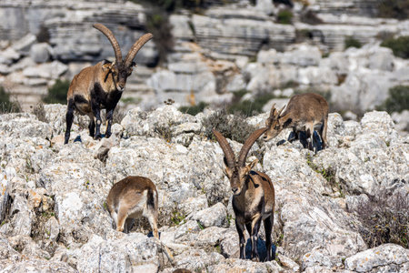 A Iberian ibex, Capra pyrenaica, in the mountains of El Torcal de Antequera, Spain