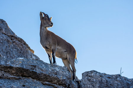 A Iberian ibex, Capra pyrenaica, in the mountains of El Torcal de Antequera, Spainの写真素材