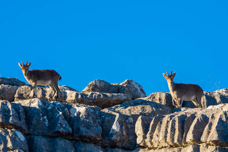 A Iberian ibex, Capra pyrenaica, in the mountains of El Torcal de Antequera, Spain