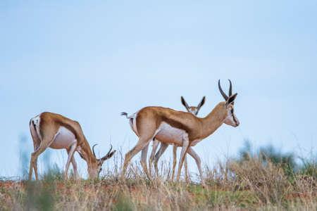 A Springbok (Antidorcas marsupialis) in Kalahari desert in Namibiaの写真素材