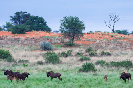 Herd of Black wildebeest, Connochaetes gnou, in the Kalahari desert in east Namibia.の写真素材
