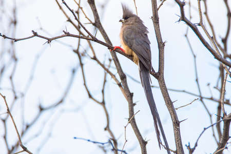White backed Mousebird, Colius colius, on a branch in Kalahari desert in Namibia.の写真素材