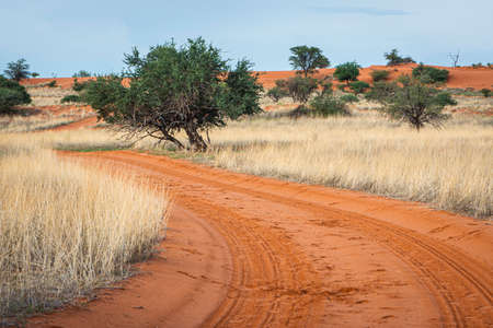 Beautiful landscape with vivid colors in Kalahari desert.の写真素材