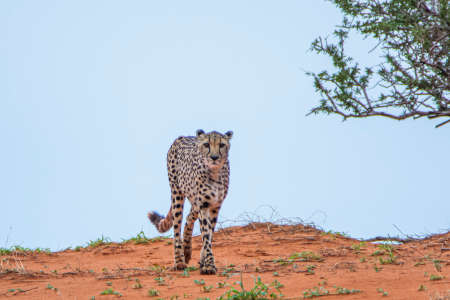 Cheetah, Acinonyx jubatus, in natural habitat, Kalahari Desert in Namibia.