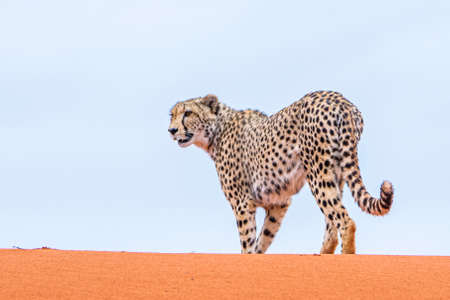 Cheetah, Acinonyx jubatus, in natural habitat in Kalahari Desert in Namibia.の写真素材