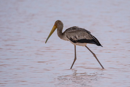 Yellow-billed stork hunting in water in Kalahari desert.の写真素材