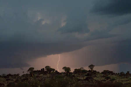 Thunderstorm in night over Quiver trees in Namibiaの写真素材