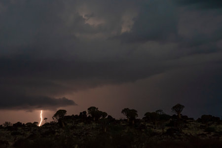 Thunderstorm in night over Quiver trees in Namibia