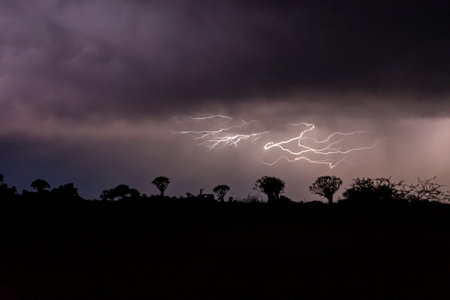 Thunderstorm in night over Quiver trees in Namibiaの写真素材