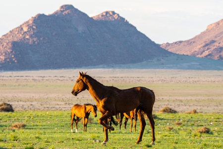 Wild Horses close to Aus in Namib desert in Namibia.