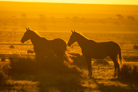 Wild Horses close to Aus in Namib desert during sunset in Namibia.の写真素材