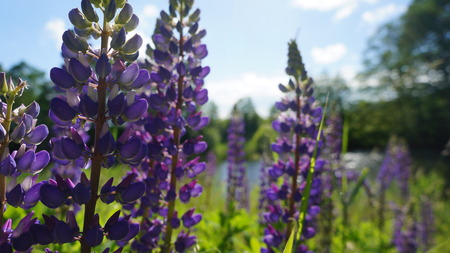 Beautiful lupine on the shore of the lakeの写真素材