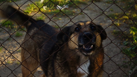 Angry Dogの写真素材