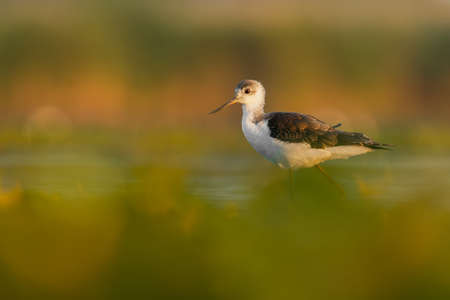 Black-winged stilt (Himantopus himantopus) a beautiful shorebird standing in the water of a muddy lake. Detailed portrait of a wader in its habitat. Wildlife scene from nauture. Hungaryの写真素材